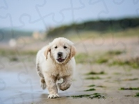 Plaża, Szczeniak, Golden retriever, Woda