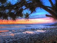 Plaża, Drzewo, Zachód, Słońca, Morze