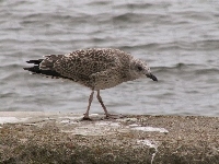 Plaża, Mewa, Srebrzysta, Morze