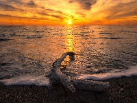 Fale, Konar, Uschnięty, Plaża, Zachód słońca, Morze