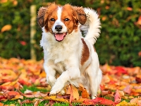 Jesień, Płochacz holenderski, Kooikerhondje, Liście
