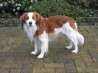 Płochacz holenderski, biało-rudy, Kooikerhondje