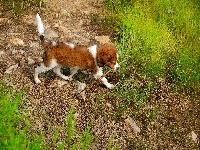 Płochacz holenderski, mokry, szczeniak, Kooikerhondje