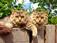 Niebo, Koty, Dwa, Płot, Grafika AI, Zieleń