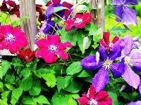 Fioletowy, Płot, Ogród, Liście, Clematis, Różowy, lato