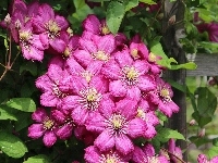 Płot, Różowe, Lato, Clematis, Kwiaty, Liście