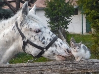 Płot, Koń, Zagroda, Kotek