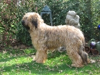 Owczarek francuski Briard