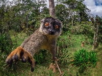 Drzewo, Wyciągnięta, Lemur płowy, Łapka, Krzewy, Oczy