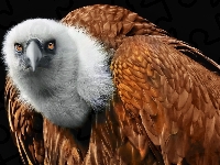 Płowy, Sęp, Ptak