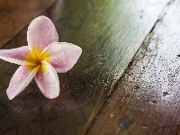 Plumeria