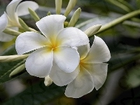 Plumeria, Kwiat, Biały, Liście