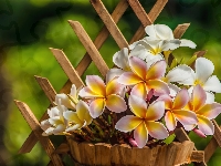 Plumeria, Doniczka