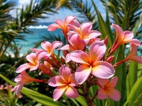 Grafika AI, Kwiaty, Plumeria