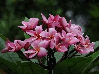 Plumeria, Listki