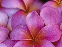 Plumeria, Kwiaty, Różowa