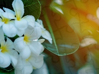 Plumeria Plumeria, Żółto-białe, Kwiaty