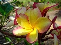 Plumeria