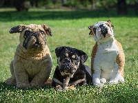 Pies, Pluszowe, Buldog, Psy, Dwa