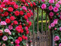 Różowe, AI, Czerwone, Brama, Kwiaty, Róże, Ogród, Pnące