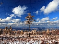 Pochmurne, Drzewa, Śnieg, Niebo