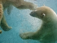 Pod, Niedźwiedzie, Polarne, Wodą