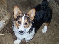 podpalane, Welsh corgi pembroke, czarne, umaszczenie