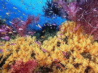Koralowa, Rafa, Podwodna