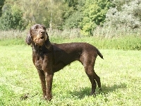 Pudel Pointer, trawa