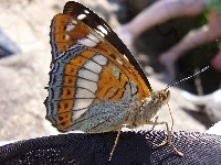 Motyl, Pokłonnik Osinowiec