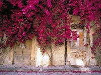 Pokryta, Ściana, Domu, Kwiatami