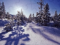 Śniegiem, Słońca, Drzewka, Pokryte, Promienie