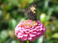 Motyl, Pokrzywnik, Rusałka, Cynia, Kwiat