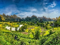 Pola, Wietnam, Góry, Drzewa, Phong Nam, Prowincja Cao Bang, Ryżowe