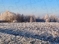 Drzewa, Pola, Zima