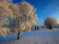 Drzewa, Pola, Zima