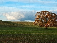 Łąki, Jesień, Drzewo, Pola, Zwierzęta