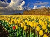 Żółtych, Pola, Tulipanów
