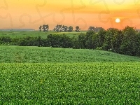 Pola, Zachód, Słońca, Drzewa