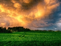 Pola, Zachód, Słońca, Trawy