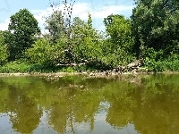 Połamane, Rzeka, Odbicie, Drzewa