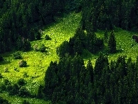 Polana, Las, Drzewa, Trawa