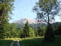 Polana, Góry, Las, Droga