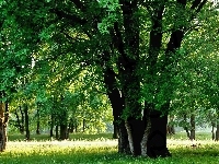 Polana, Zielony, Las, Drzewa