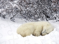 Polarny Zima, Niedźwiedź, Krzaki