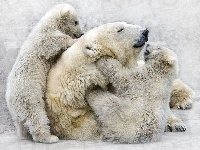 Polarnych, Rodzinka, Niedźwiedzi, Zabawa