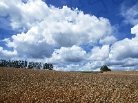 Łany, Pole, Zboża