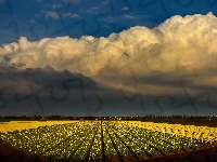 Żółte, Chmury, Holandia, Pole, Tulipany