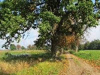 Pole, Jesień, Drzewo, Droga