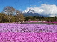 Pole, Wulkan, Góra, Fuji, Kwiatów